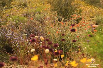 Exceptional spring bloom of desert flowers, Joshua Tree National Park, USA