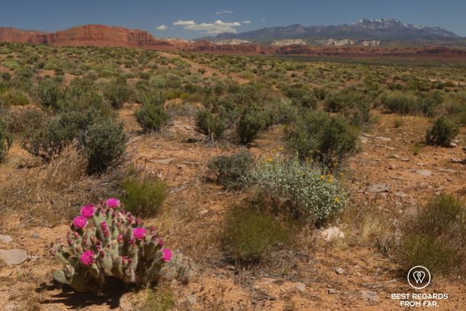 The blooming cactus flower, mountain biking, Santa Clara River Reserve, Saint George, Utah, USA