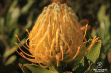 Close-up of a Protea, Kirstenbosch Botanical Garden, Cape Town, South Africa