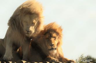 Oliver and Obi saved from the canned lion hunting industry, Panthera Africa, South Africa