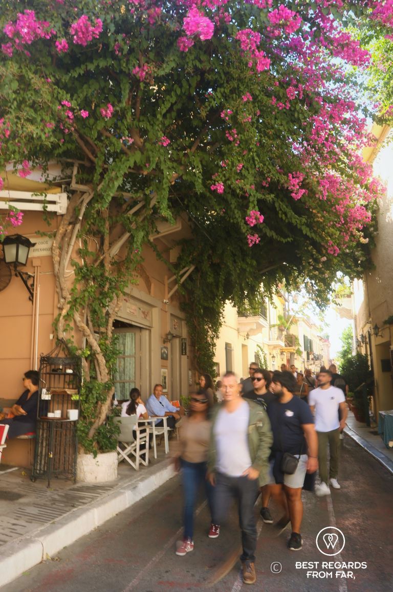 Blooming purple flowers above a street through which people stroll on a sunny day, Athens, Greece.
