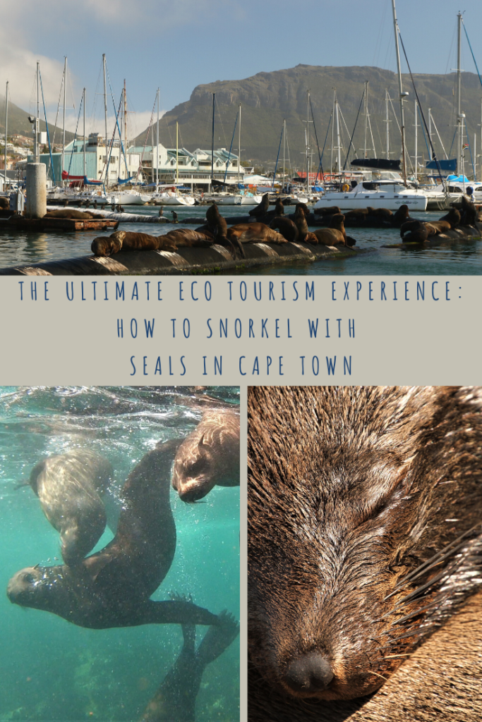 Pin to read about snorkeling with the seals in Cape Town