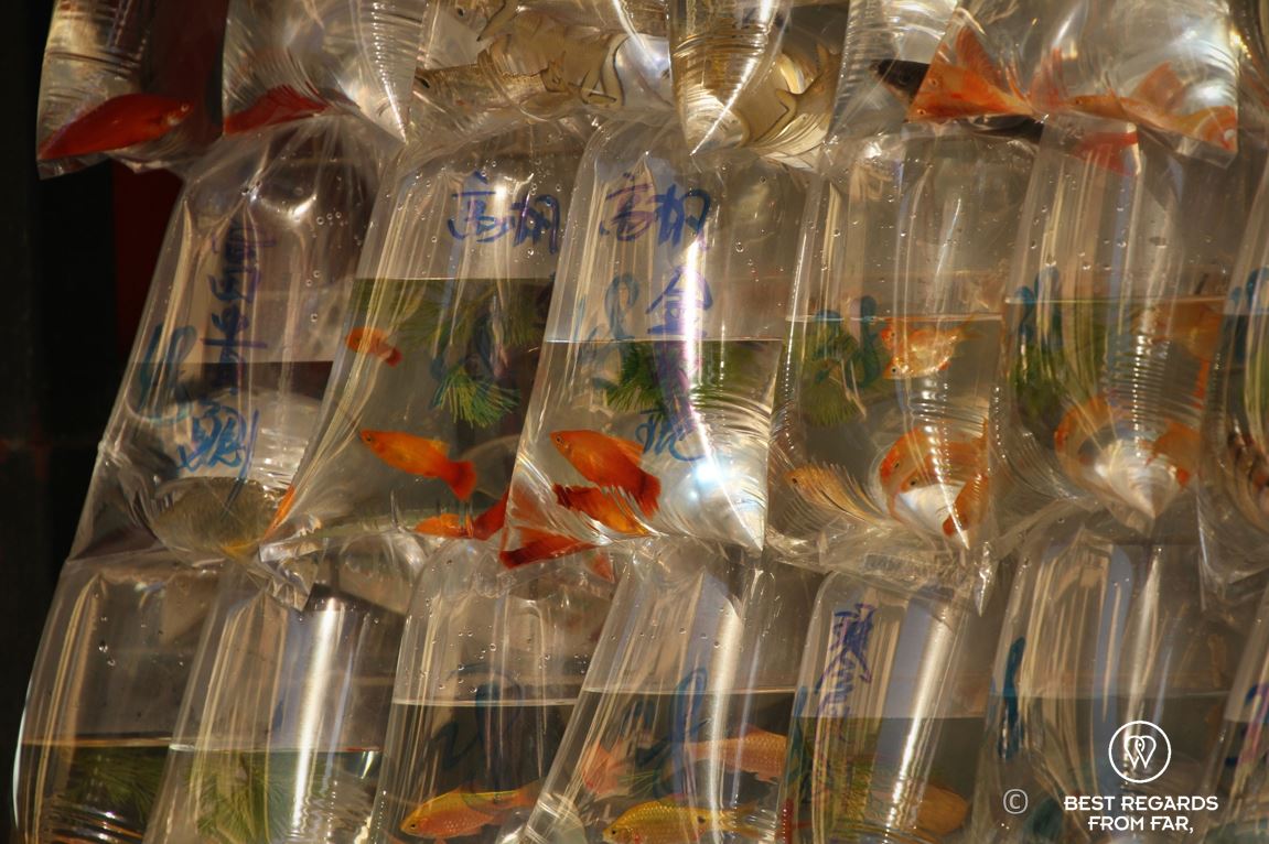 Goldfish sold in transparent bags for luck in Kowloon, Hong Kong