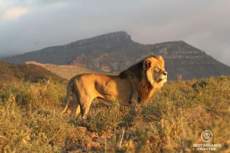 Beautiful wild male lion during a safari in the Karoo National Park, in the sunrise light