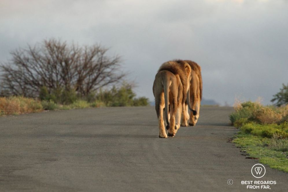 Two wild brother lions during a safari in the Karoo National Park, South Africa