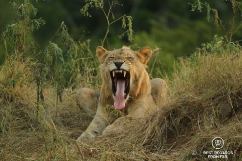 Wild young male lion yawning and showing its teeth in Hluhluwe iMfolozi during a safari, South Africa