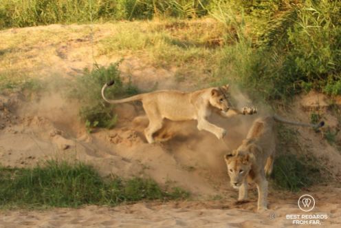 Wild lioness playing with her brother during a safari in the Hluhluwe iMfolozi National Park, South Africa