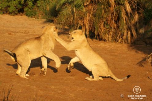 Young wild lioness playing with her brother during a safari in the Hluhluwe iMfolozi National Park, South Africa
