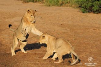 Young wild lion and lioness playing during a safari in the Hluhluwe iMfolozi National Park, South Africa