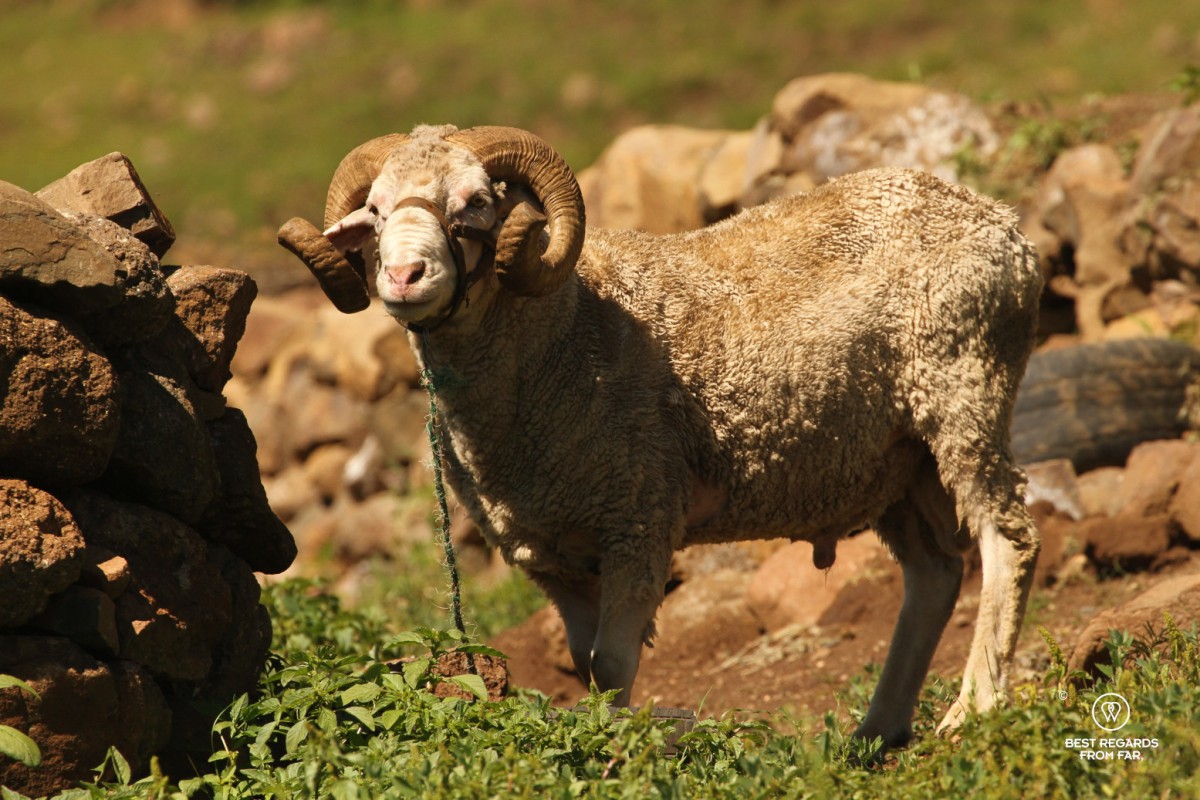 Sheep in Lesotho