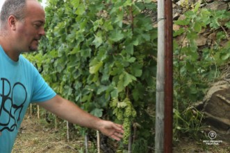 Heydi Bonanini, the owner of Possa vineyards, showing the grape selection process in his Cinque Terre vineyards.