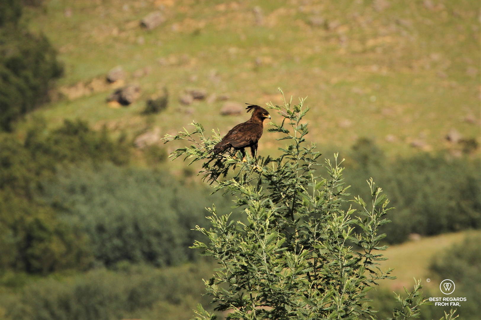 Long-crested eagle up in a tree with a green mountain in the background.