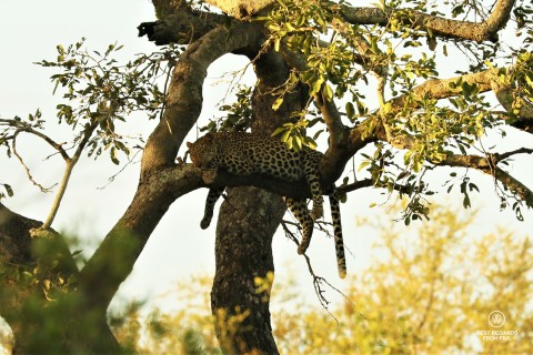 Wild leopard sleeping in a tree at sunset in South Africa