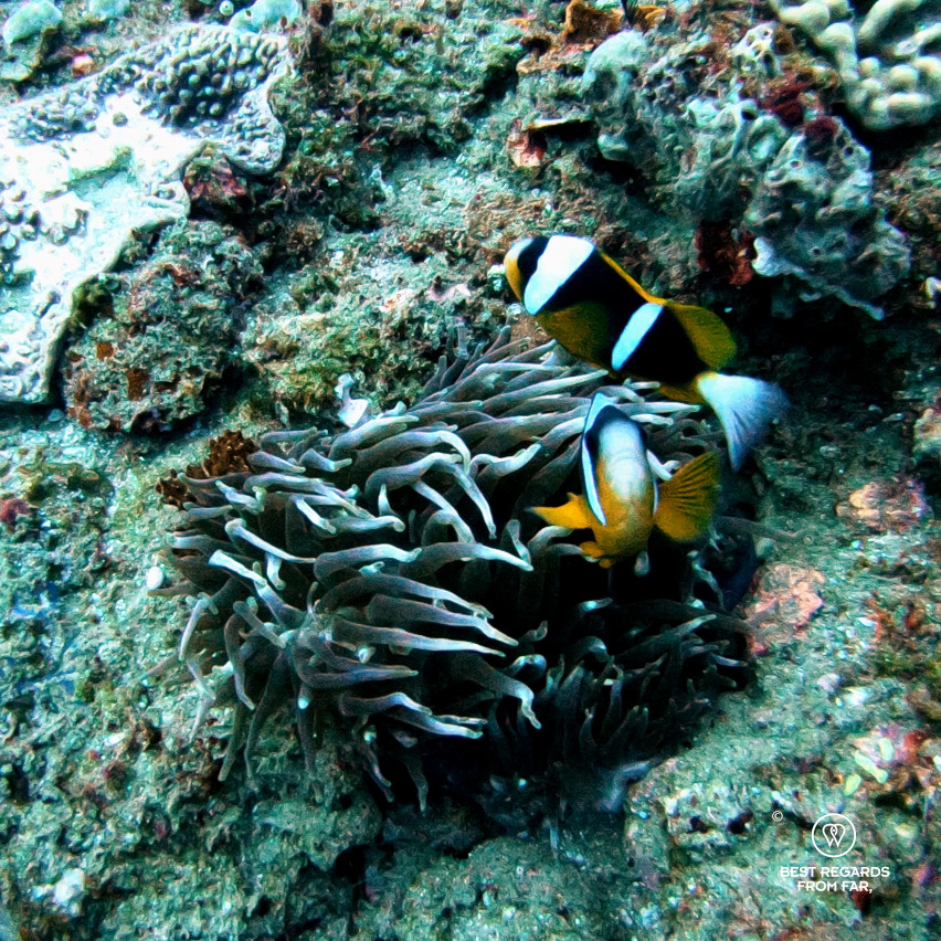 Two clownfish in an anemone in the ocean