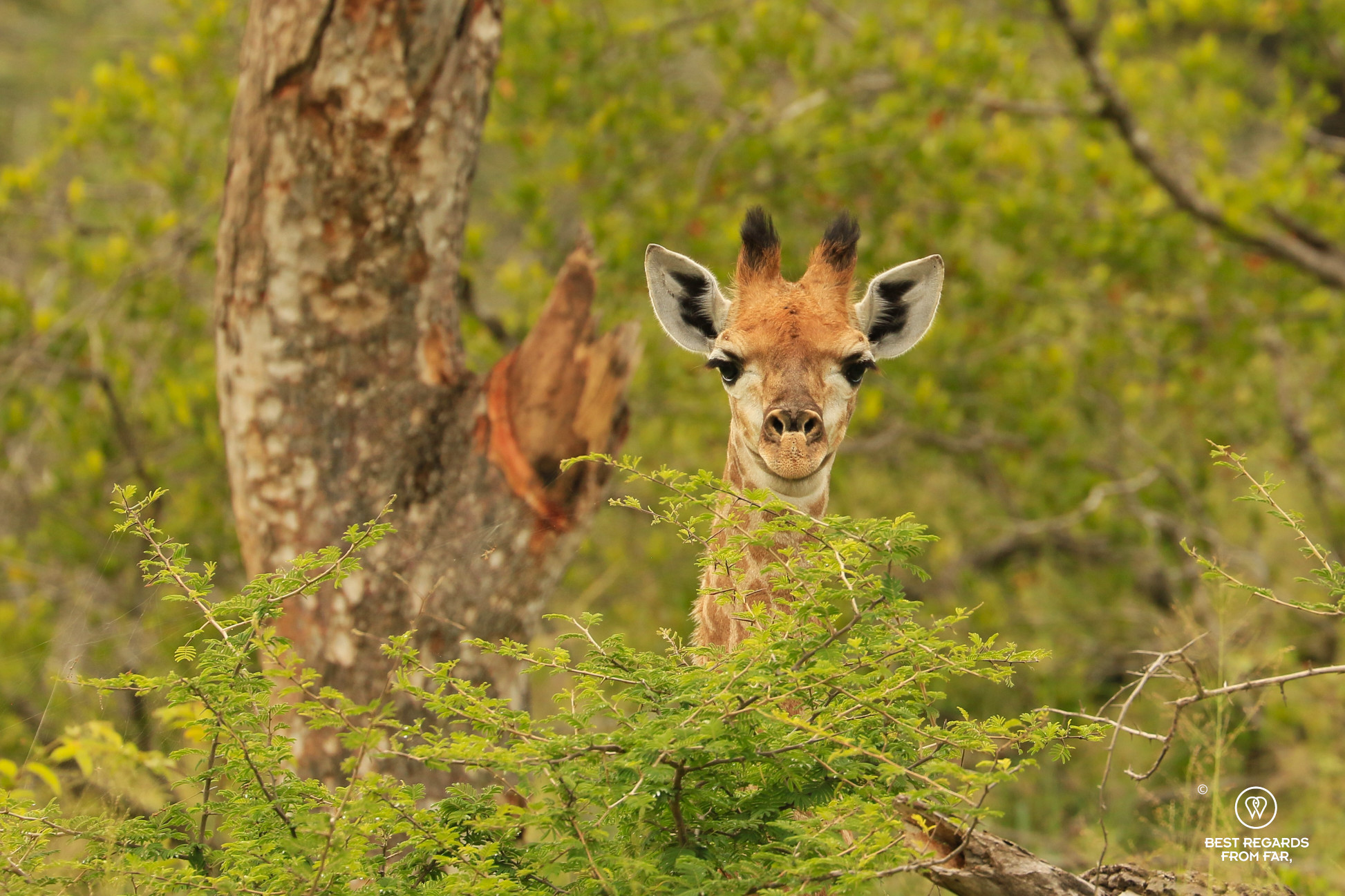 Baby giraffe, South Africa safari