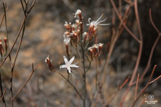 Desert flowers, Cederberg