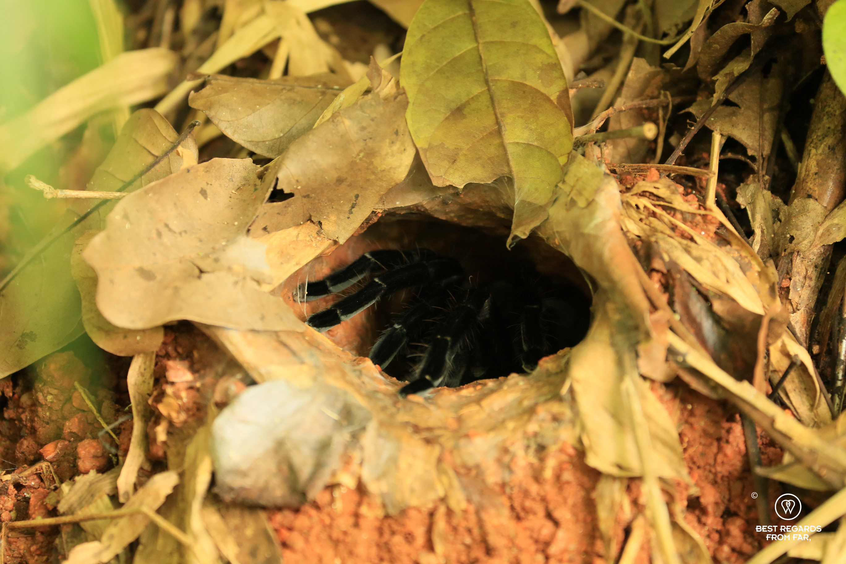 Tarantula burrow